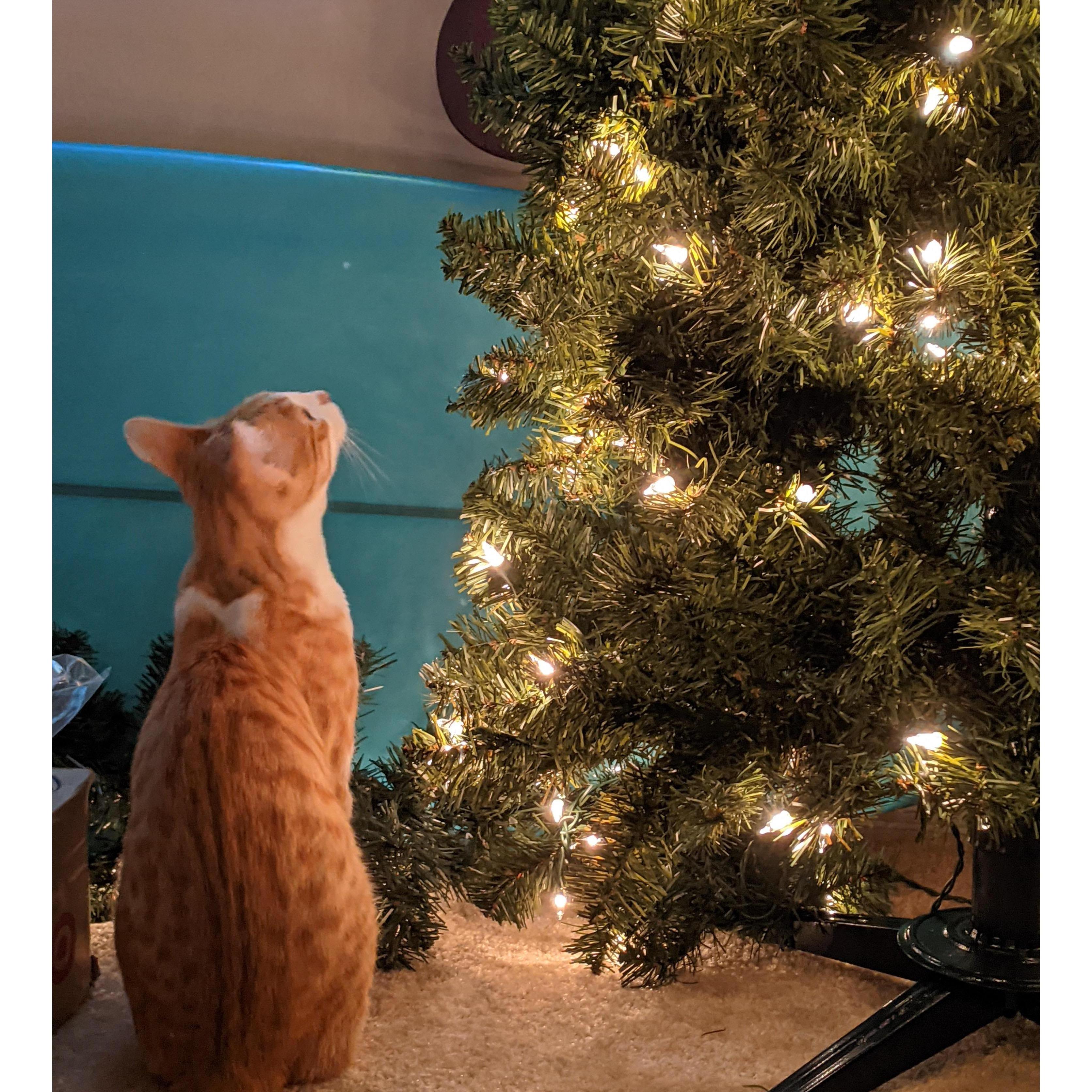 Ollie’s first Christmas, 2021
