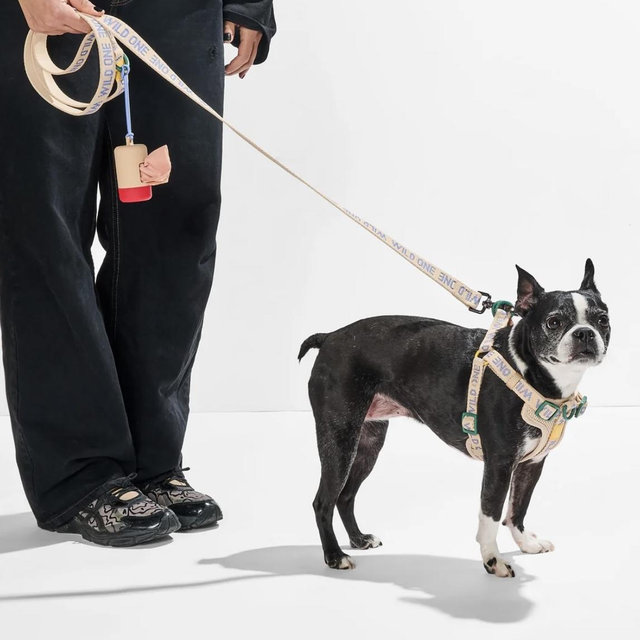 Retro Pack (Large) Step-In Harness + Lightweight Leash Walk Kit