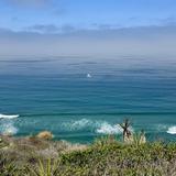 Torrey Pines Trail