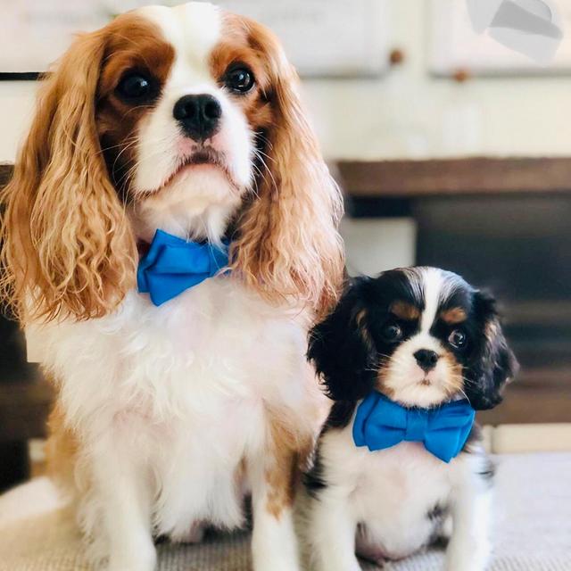 Our New Cavalier Puppy