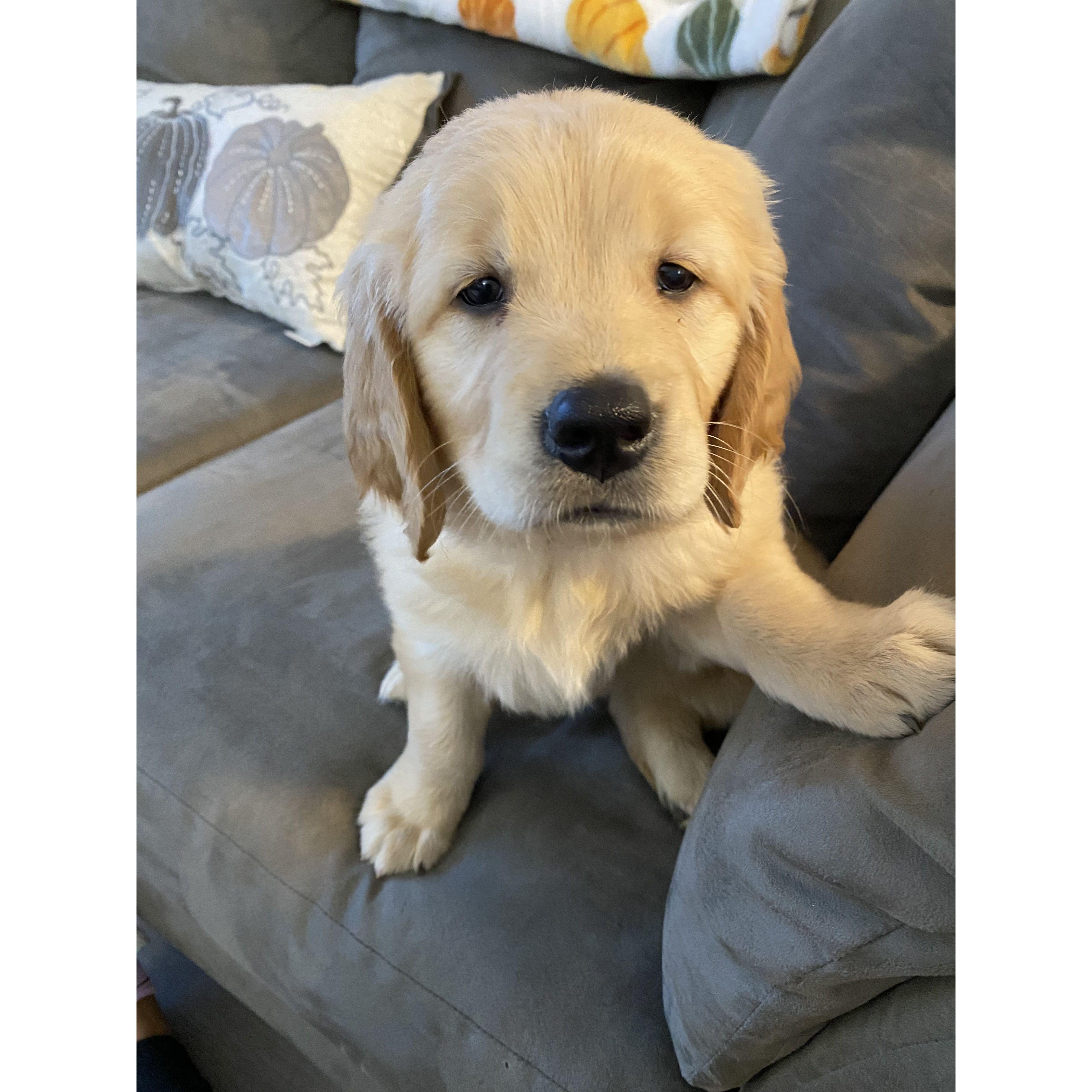 Dom surprised me with Dixie for our 6th anniversary!