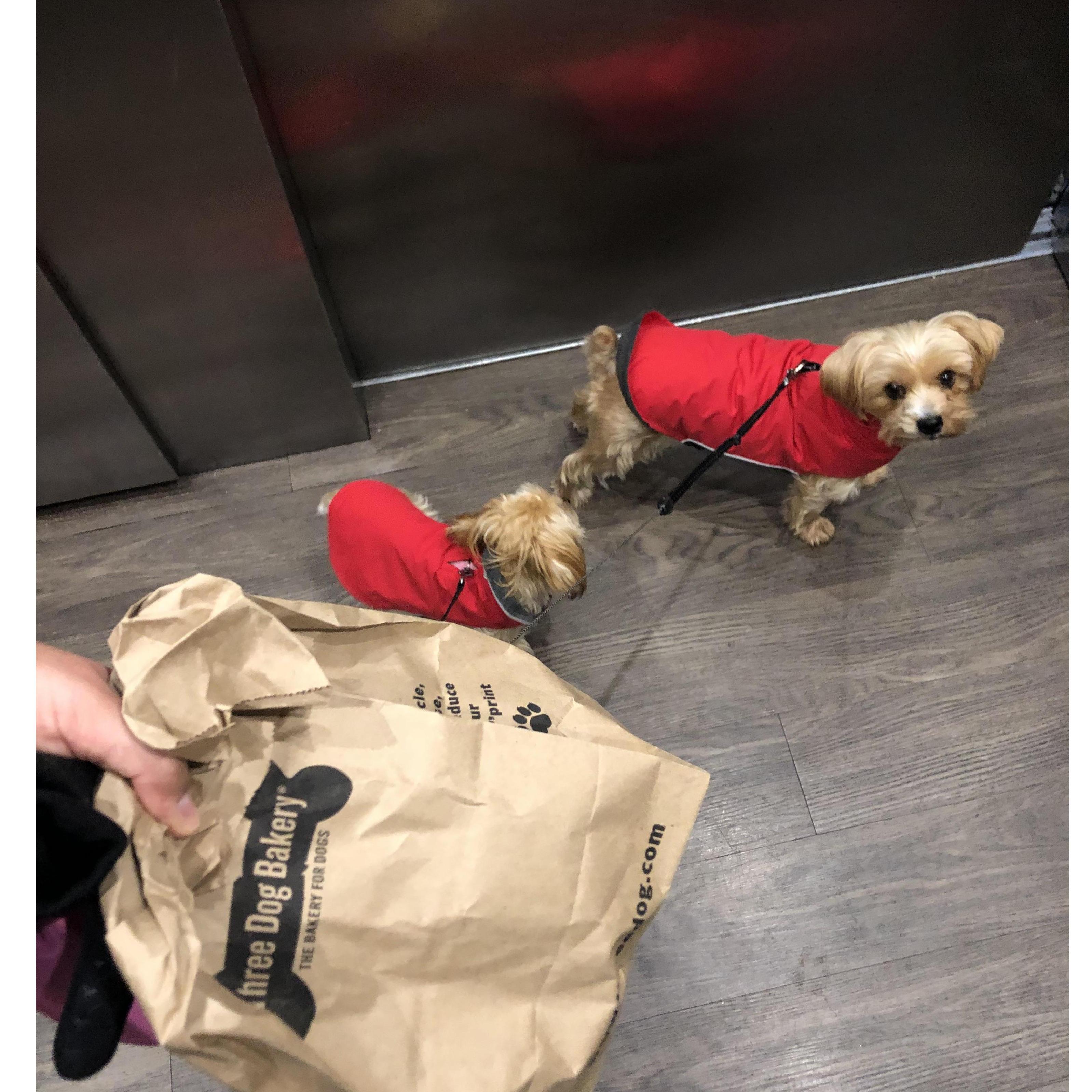 Mylo and Winnie's trip to Three Dogs Bakery