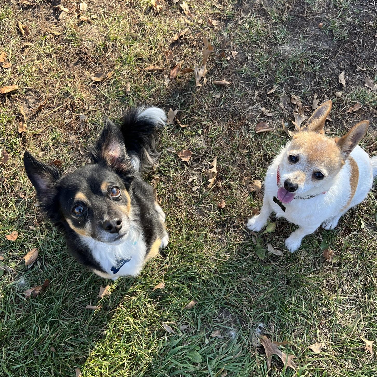 Year's Supply Of Pet Treats