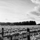 Blue Cork Winery and Vineyard