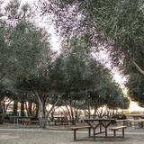 Queen Creek Olive Mill