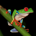 Night Wildlife Tour with Arenal Oasis Eco Lodge & Wildlife Refuge