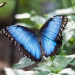 Cockrell Butterfly Center