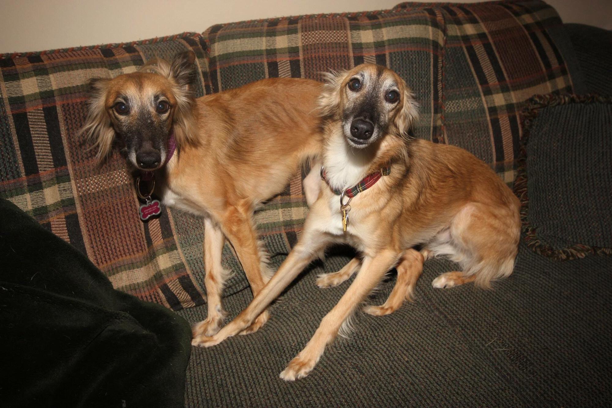 Hazel and BB #twinning