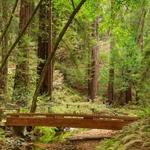 Muir Woods National Monument