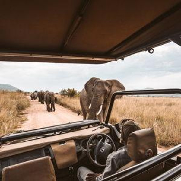 Game Drives in Africa