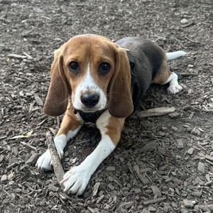 Bailey Fund (toys, treats, etc.)