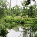 Great Swamp National Wildlife Refuge