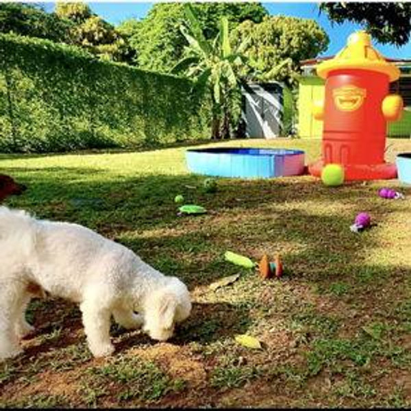Dog Hotel during Honeymoon