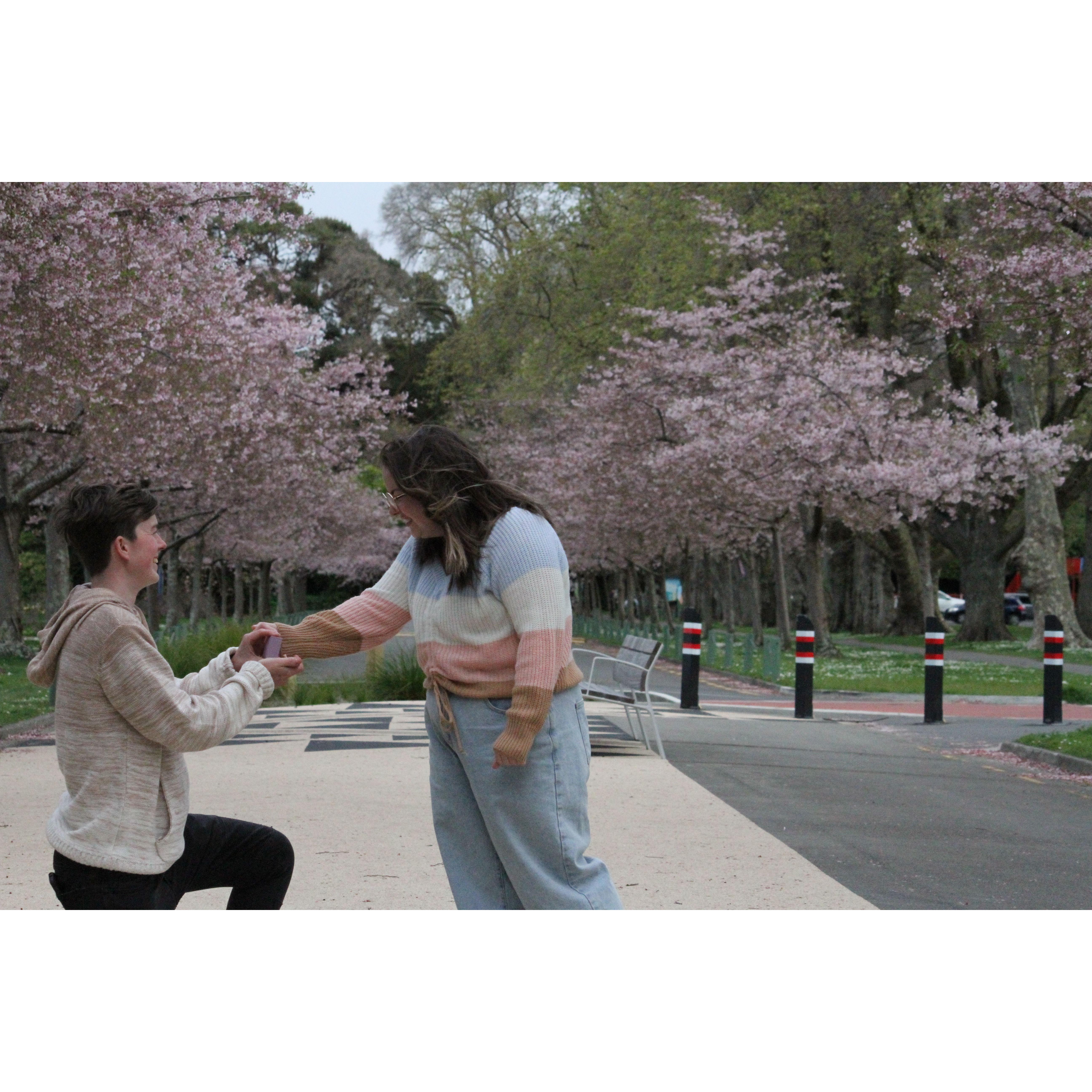 The day after I proposed, Caito said 'lets go take some photos at the cherry blossoms!' and then proposed to me!