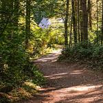 Island Center Forest