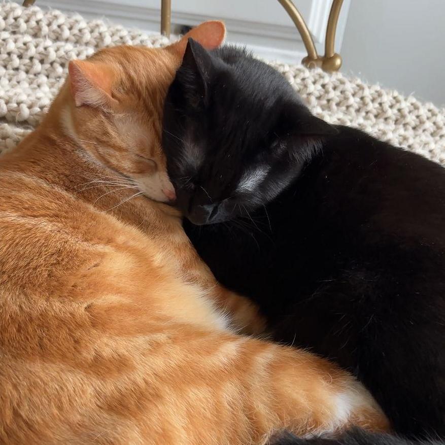 Our fur babies Mimi and Toothless