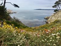 Point Lobos State Natural Reserve