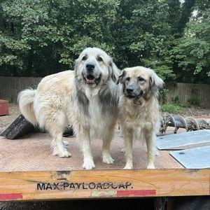 Feed the Pups!
