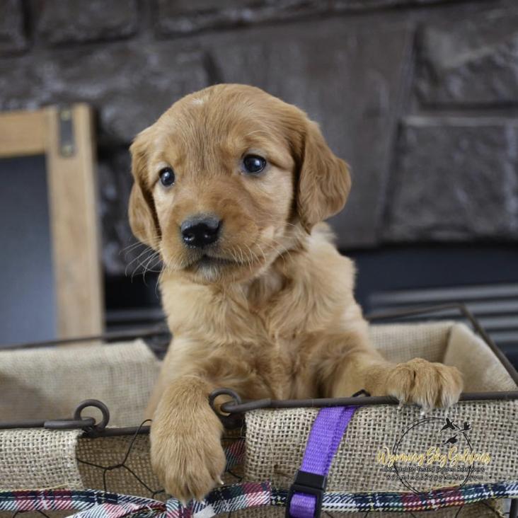 Pete's Hunting Dog ( Joleene )