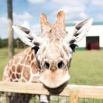 Safari North Wildlife Park