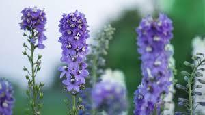 The Wedding Website of Natalie West and Carson Knouf