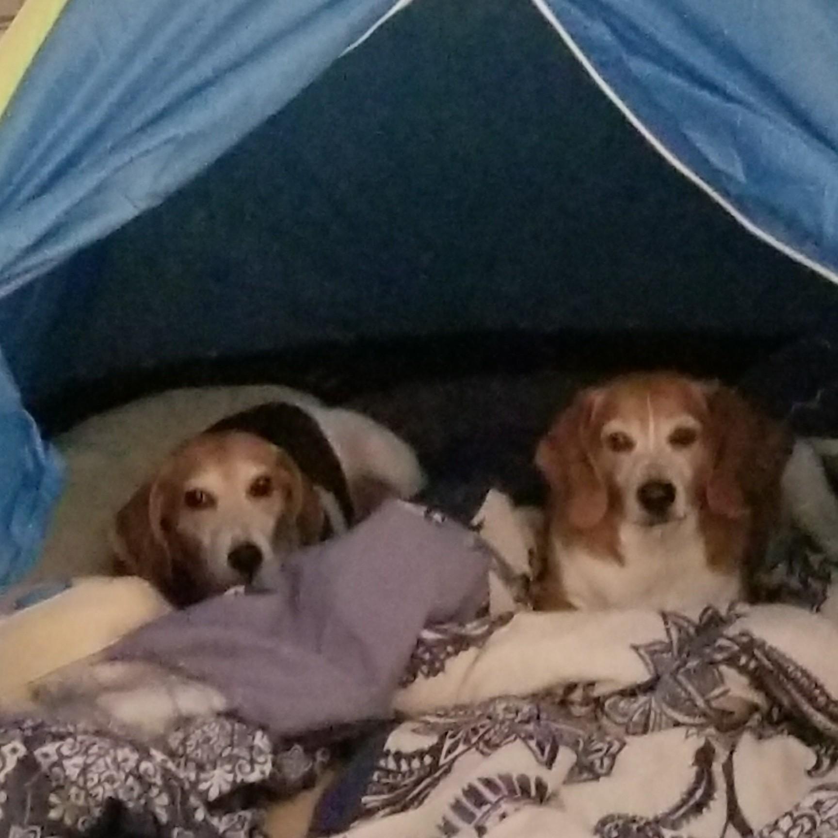 Buddy and Rosy! ❤🐶