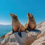 Islas Ballestas