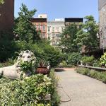 Nolita