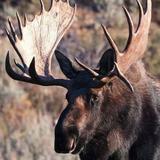 Colorado Wildlife Guide