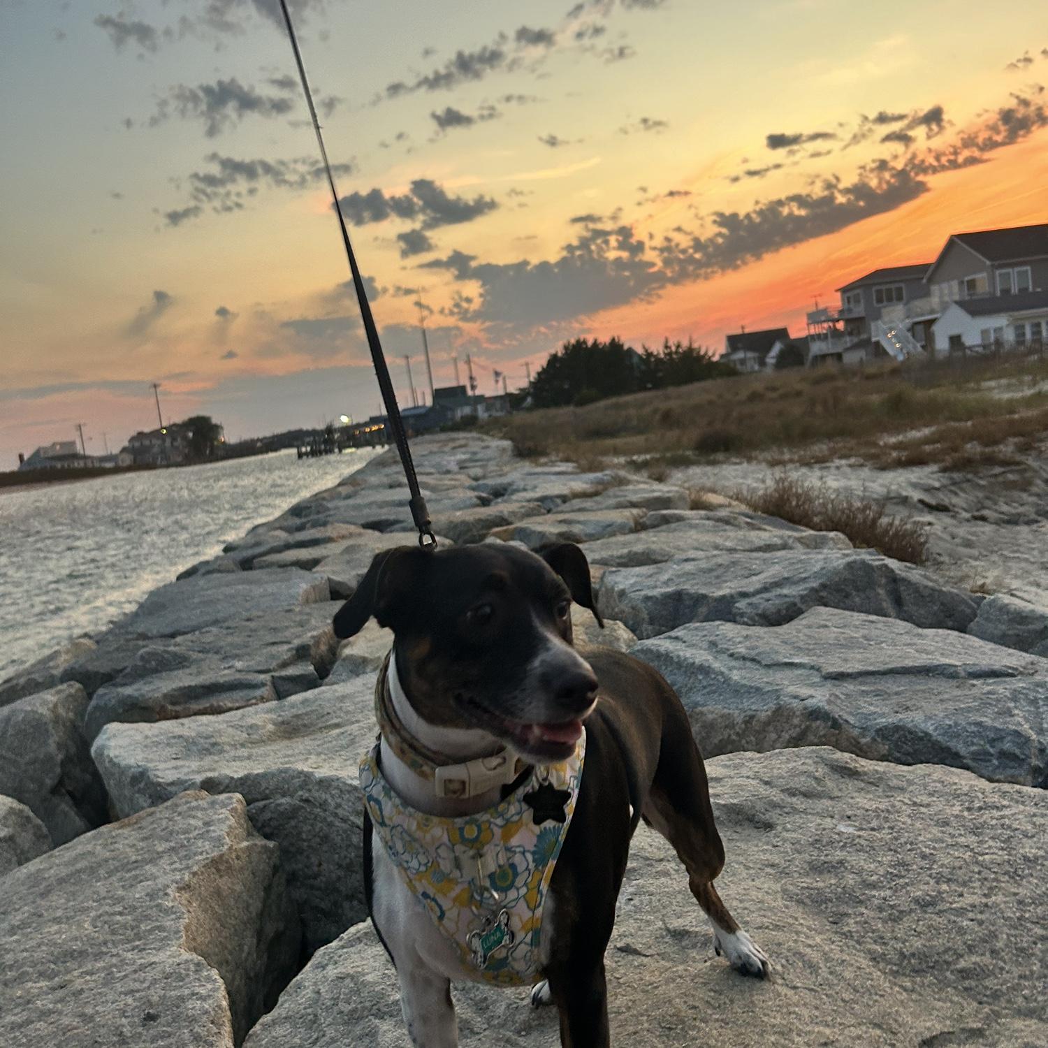 Luna on the rocks at the beach