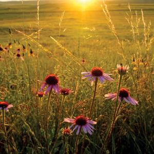 Donate to the Poplar Creek Prairie Stewards