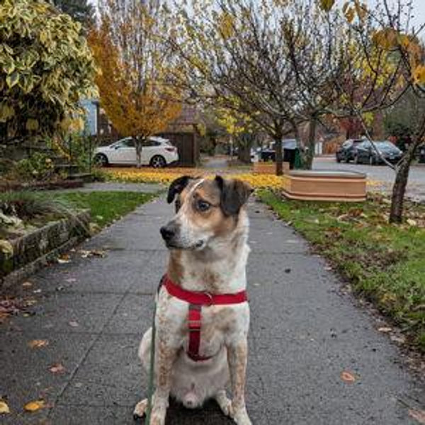 Dogsitter Fund