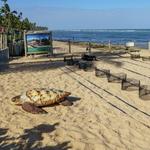 Tamar Sea Turtle Conservation Project