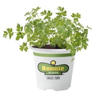 2.32 Qt. Parsley-Italian Flat