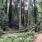 Hiking in the Oakland Hills