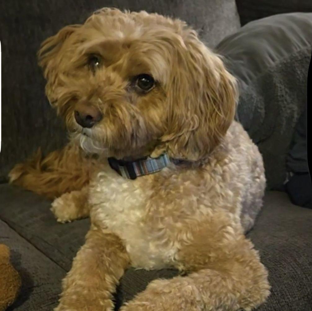The bestest lil guy! Milo