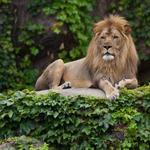 Lincoln Park Zoo