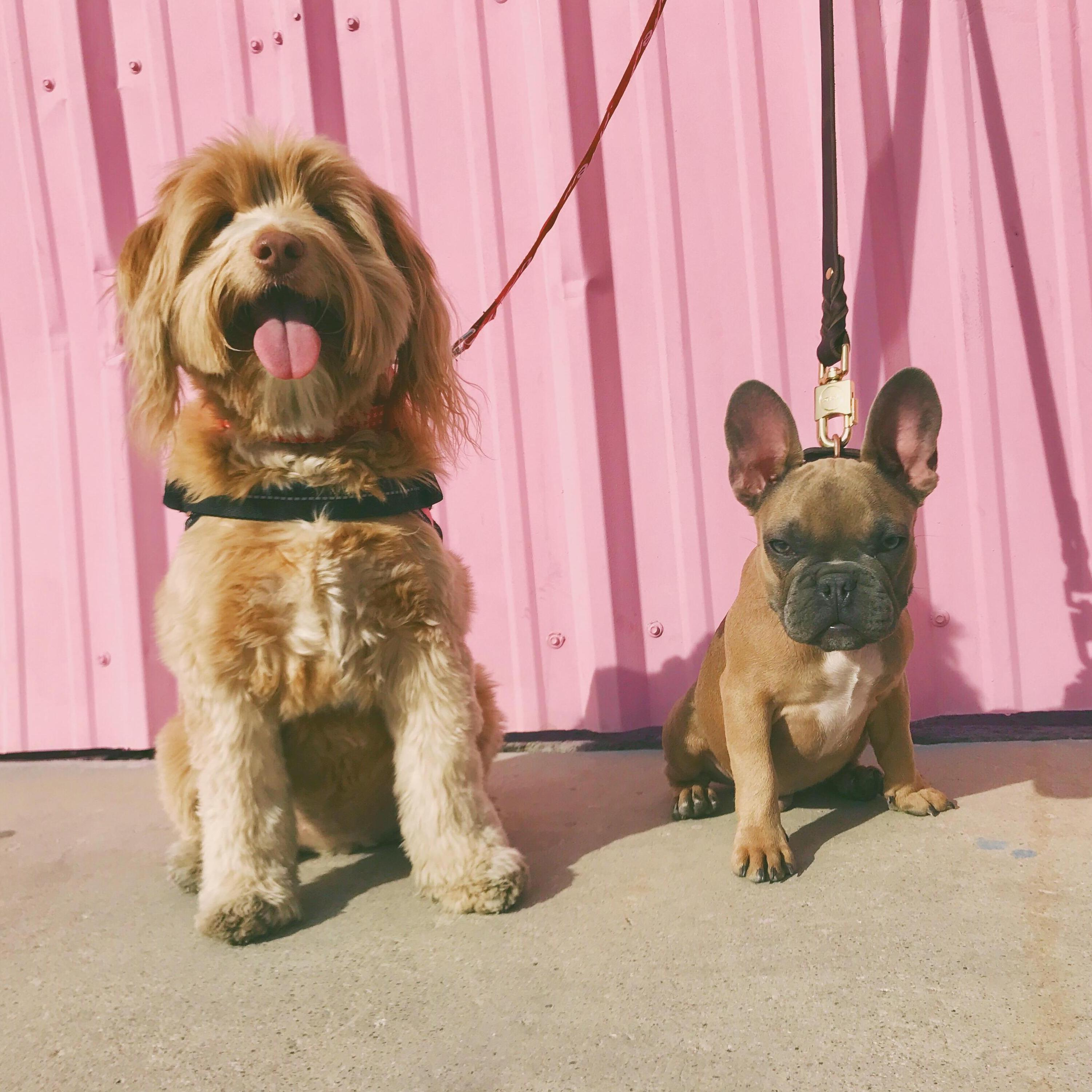 Meet Ariel and Montana. They will definitely be at the wedding for the celebrations and are included in the bridal party.
