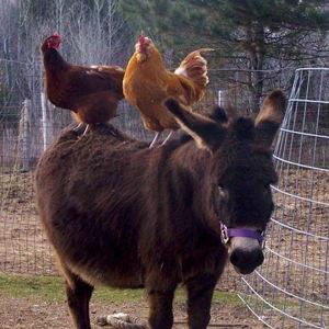 Future Farm Fund