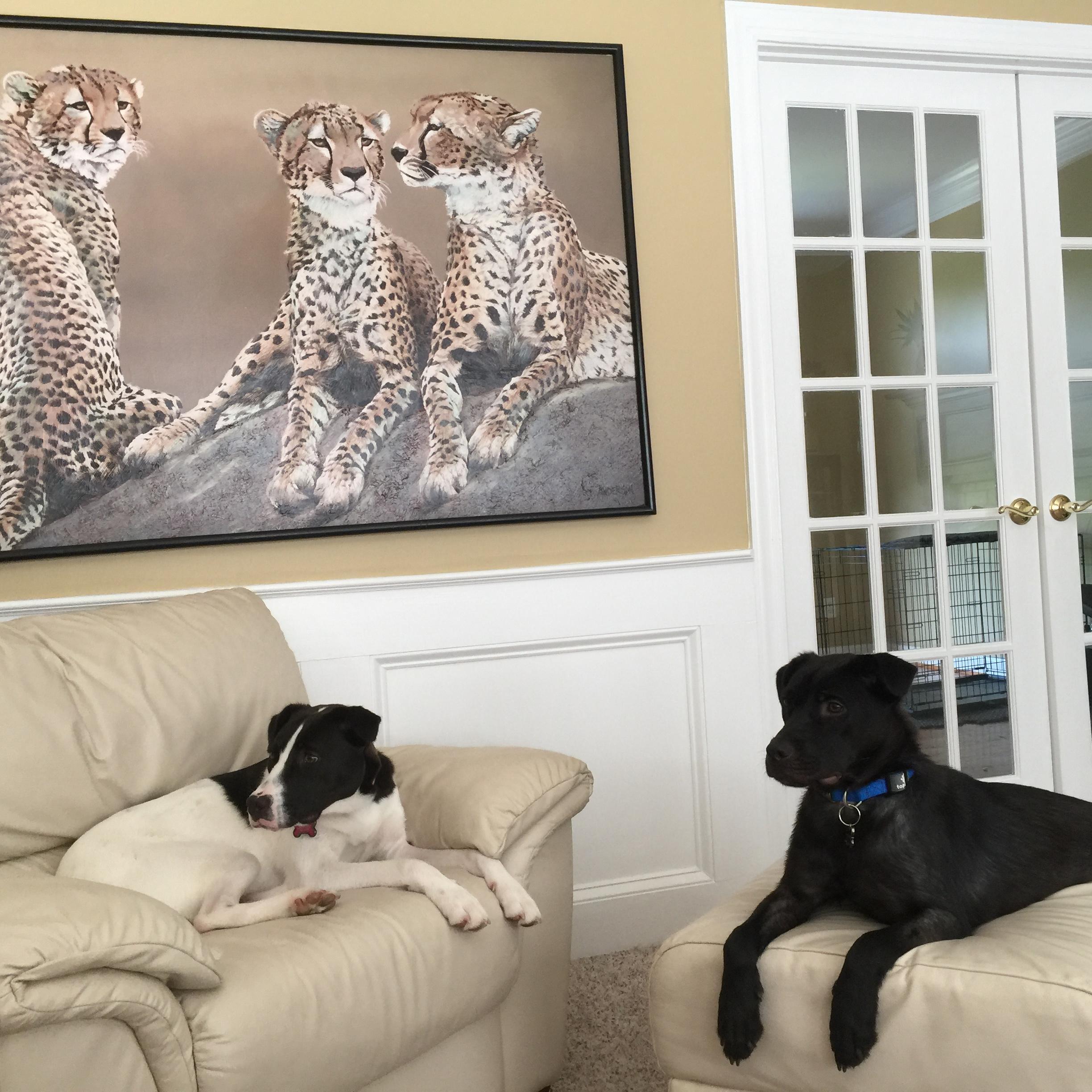 Hershey & Oreo, our fur babies.