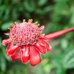 Stroll through botanical gardens