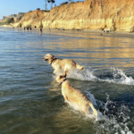 Del Mar Dog Beach