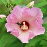 NC Botanical Gardens