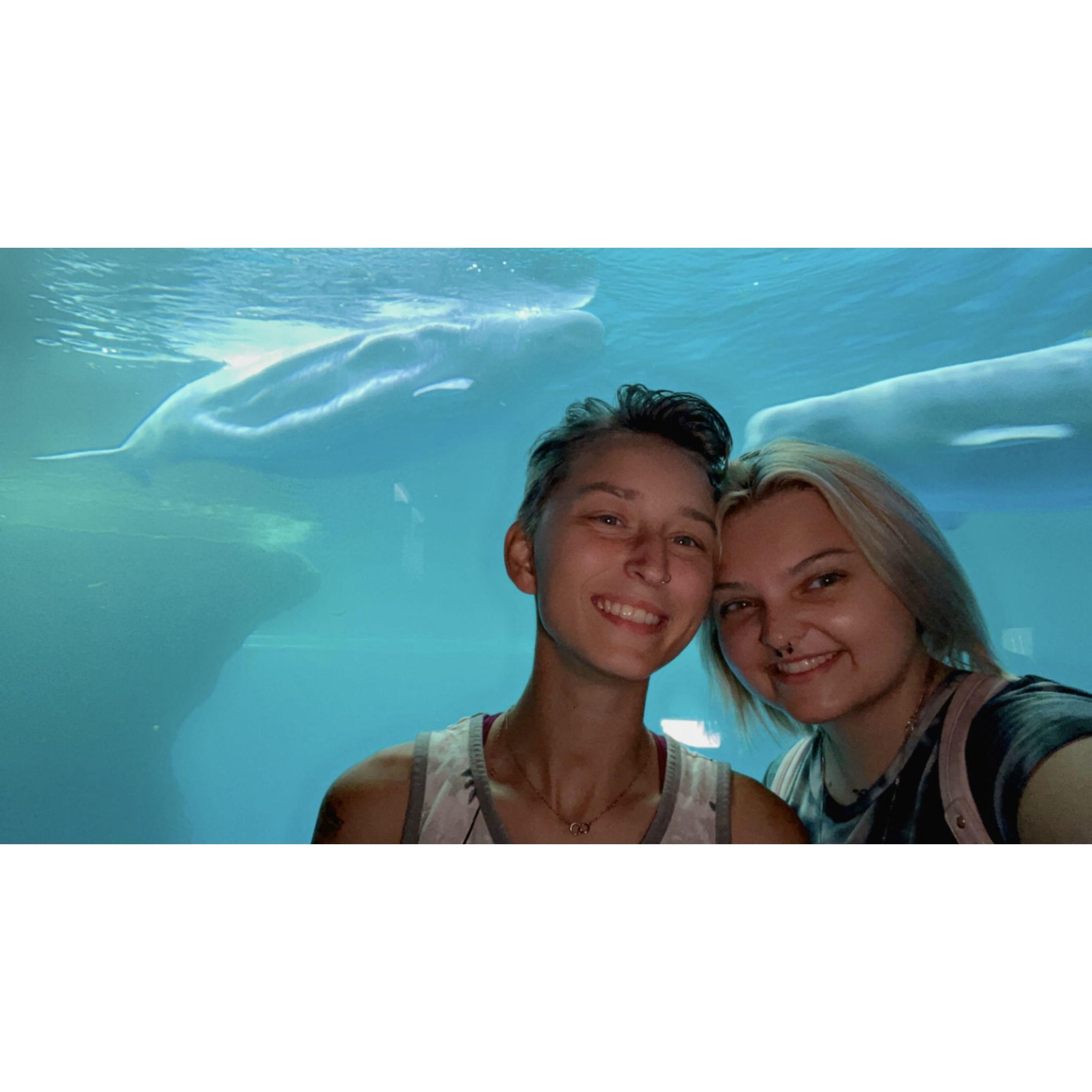 Kirstyn's favorite animal - the Beluga Whale!