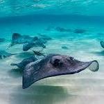 Stingray City