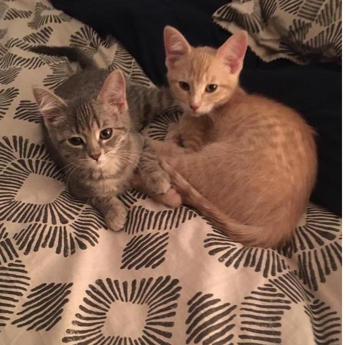 We got our first two cats in the fall of 2017, Lacey and Liam.