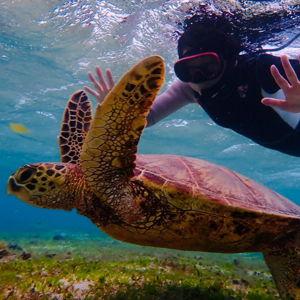 Snorkeling in Okinawa
