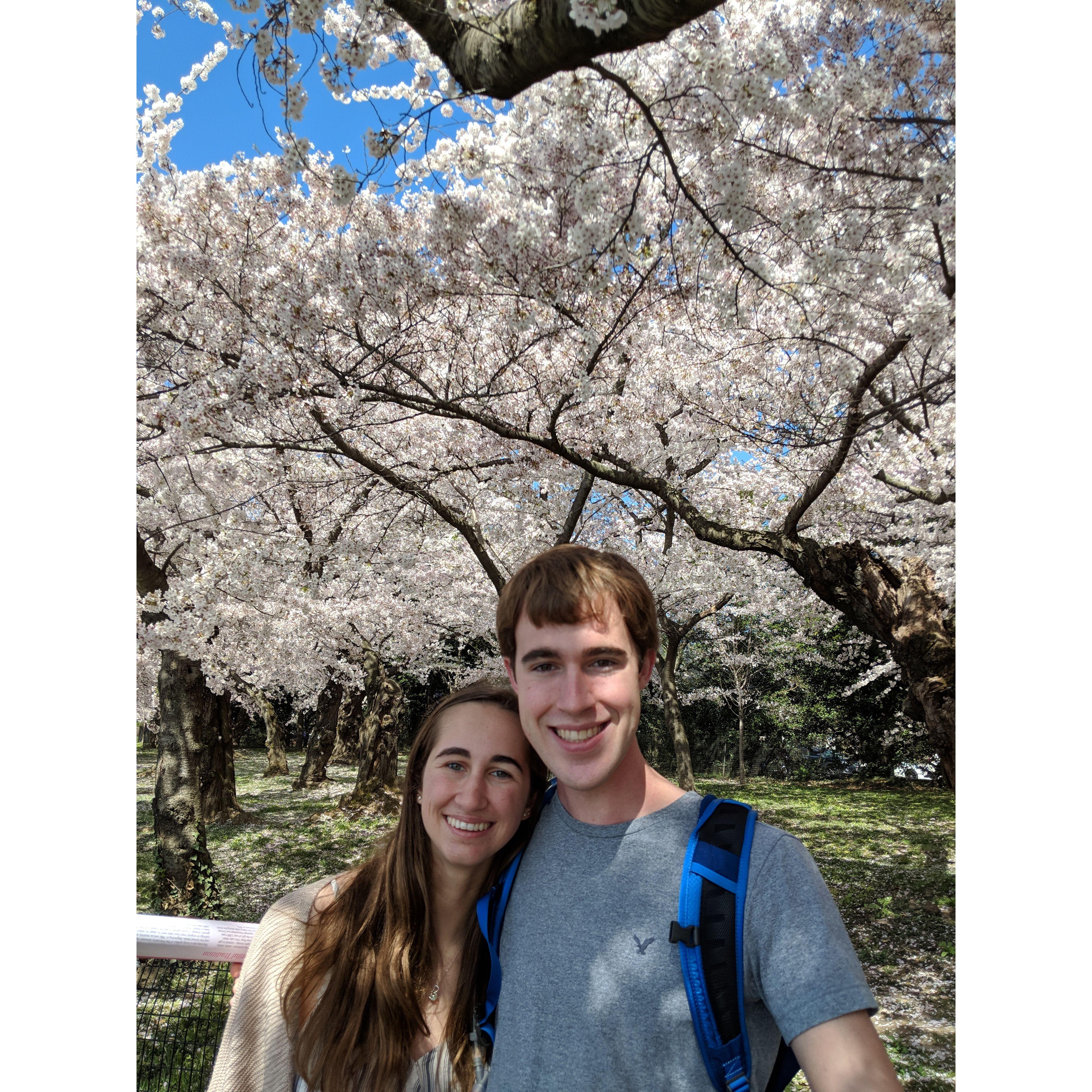Cherry Blossom Festival in DC where Phillip expected there to be no crowds (??)