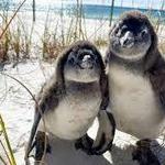 Gulfarium Marine Adventure Park