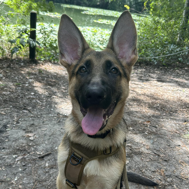 Treats for our Dog Wilder